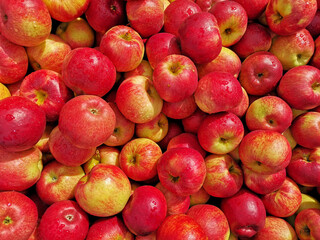 a bunch of delicious red looking apples fresh from the harvest