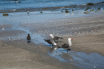 Obraz premium Maritime landscape sea birds in the bay of mazatlan puerto bello de mexic