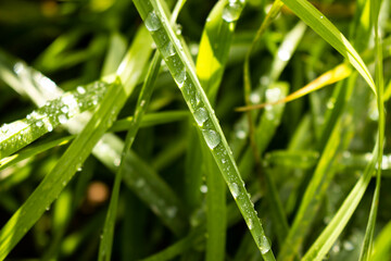 dew on grass