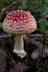big mushrooms in fox
