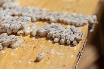 Galleria mellonella, the greater wax moth or honeycomb moth, is a moth of the family Pyralidae. greater wax moth (Galleria mellonella) parasitization honeybees and results of its work.