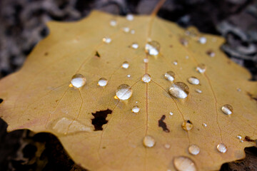 drops on a leaf
