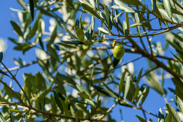 Branche d'olivier avec une olive