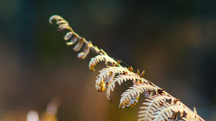 Macro de feuilles de fougère dans la forêt des Landes de Gascogne.  Elles ont été photographiées avec un objectif 135mm F2.8