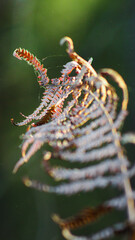 Macro de feuilles de fougère dans la forêt des Landes de Gascogne.  Elles ont été photographiées avec un objectif 135mm F2.8
