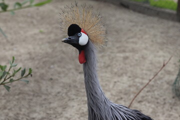 grey crowned crane