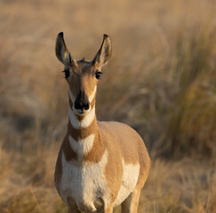 Pronghorn antelope wildlife