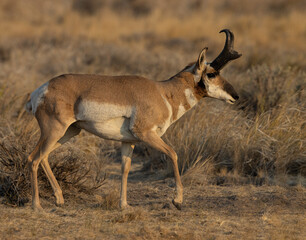 Pronghorn antelope wildlife