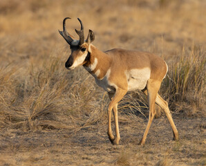 Pronghorn antelope wildlife