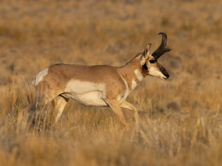 Naklejka na ściany i meble Pronghorn antelope wildlife