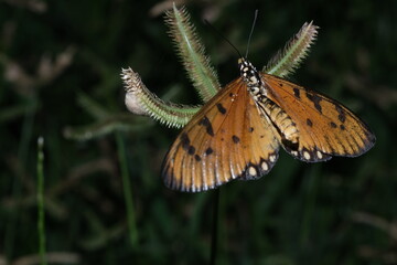 butterfly on a flower