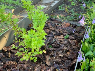 Blueberry bush in the garden.