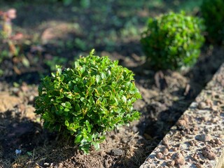 Round green Buxus. Growing boxwood. Ornamental shrubs.