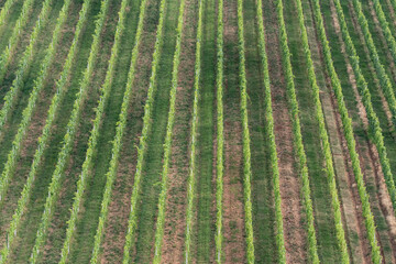 Green vine bushes in rows on a hillside in the sunshine. Vineyard before harvest.