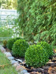 Round green Buxus. Growing boxwood. Ornamental shrubs.
