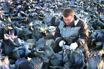 Agronomist cuts head of cabbage. Vegetable harvesting season. Agricultural work. Vegetable crops. Red cabbage in the field. Agriculture.With copy space.