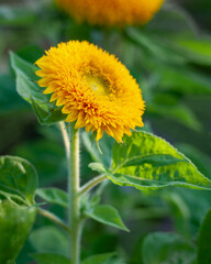 Decorative yellow sunflower Teddy Bear