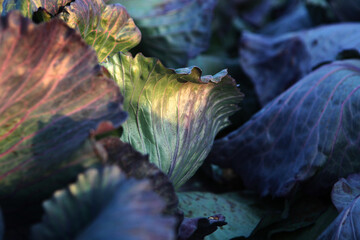 Textured leaf of red cabbage. Macro photo. Large amount of red cabbage in the field. Photo for background.