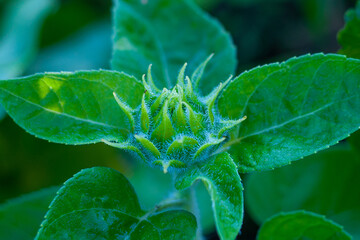 Burgeon of decorative sunflower Teddy Bear