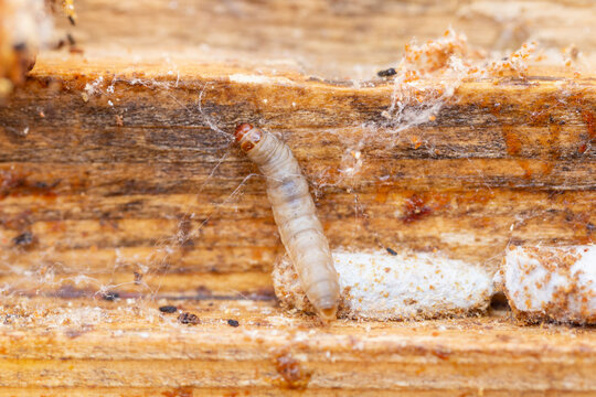 Galleria mellonella, the greater wax moth or honeycomb moth, is a moth of the family Pyralidae. greater wax moth (Galleria mellonella) parasitization honeybees and results of its work.
