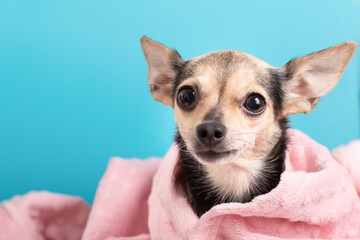 Funny dog with happy face in a towel after washing and grooming at the pet spa