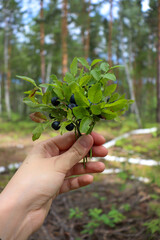 Bouquet with wild berries in hand. Blueberries on a branch of a plant in the forest.