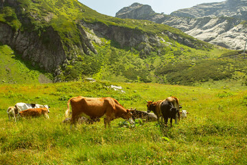 Fototapeta na wymiar dairy yogurt made from organic products,cows in the mountains