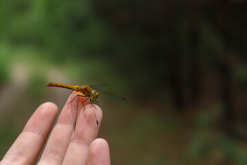 Large orange dragonfly in the hand. Forest flying insect. Background photo. Selective focus.