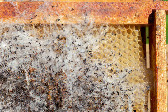 Galleria mellonella, the greater wax moth or honeycomb moth, is a moth of the family Pyralidae. greater wax moth (Galleria mellonella) parasitization honeybees and results of its work.