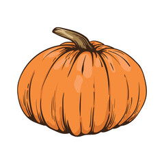 Hand drawn Sketched pumpkin illustration. Farm autumn vegetable.