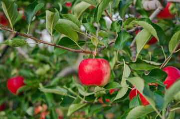 真っ赤なリンゴ　シナノピッコロ