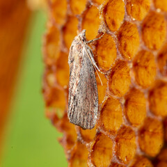Galleria mellonella, the greater wax moth or honeycomb moth, is a moth of the family Pyralidae....