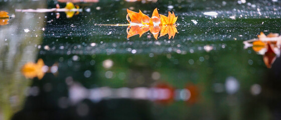 Autumn: dry leaves floating in a pond with their reflection in the water