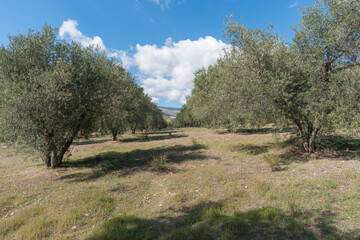 cultivation of olive trees in the south of Spain