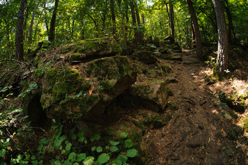 A fish-eye view of the Appiano forest in South Tyrol, Italy.