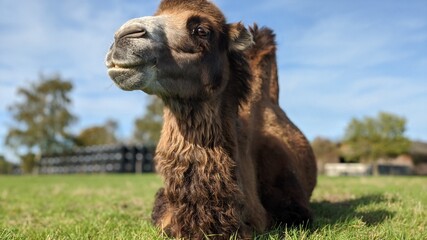 Camel lying on the grass enjoying the sun