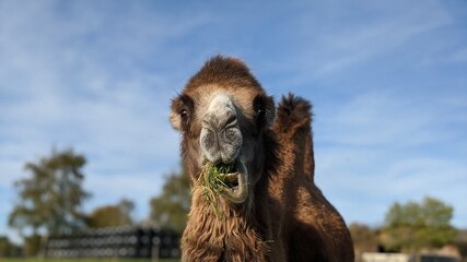 Camel eating grass and resting