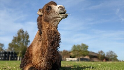 Camel enjoying the sun