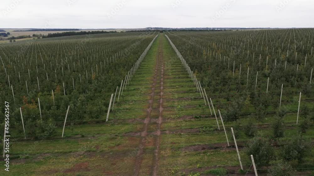 Aufkleber the camera moves past the rows of trees in the apple orchard