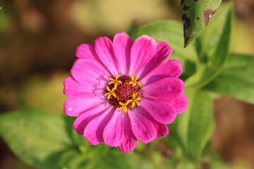 Fototapeta premium Pink Flower in the Garden