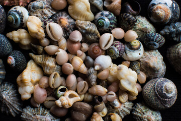 Shells of Barricane beach Woolacombe, Devon
