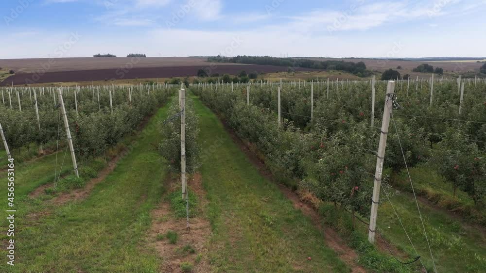 Aufkleber the camera moves past the rows of trees in the apple orchard