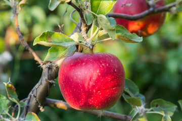 Fresh red apples on a tree.