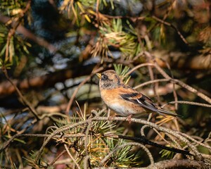 Brambling forest bird portrait on pine branches. Wildlife, bird watching