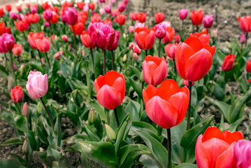 red tulips in the garden