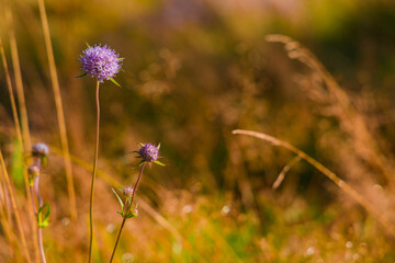 purple flower plant autumn season highland floral scenic view with blurred background October orange environment