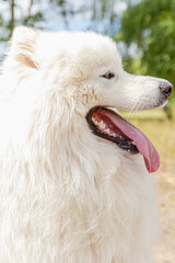 Samoyed. White fluffy dog outdoors in summer