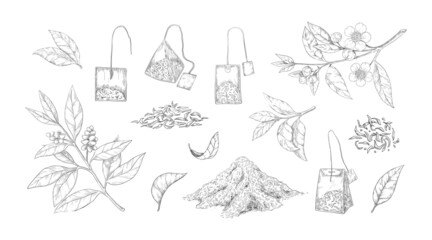 Dried tea sketch. Engraved fresh and dry leaves for black and green morning drink. Hand drawn natural elements set. Plant branch with flowers and teabags. Vector botanical collection - obrazy, fototapety, plakaty