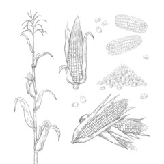 Hand drawn corn. Sweet maize cobs. Grains and leaves sketch for food package labels and restaurant menu. Agricultural plant and heap of seeds. Vector botanical engraving elements set