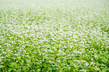 白い花咲く蕎麦畑　安曇野市